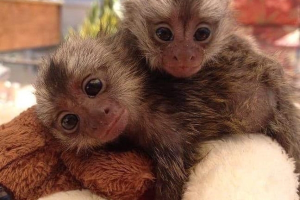 Ogłoszenie - Niesamowite małpki marmozety na sprzedaż. Zdjęcie 1