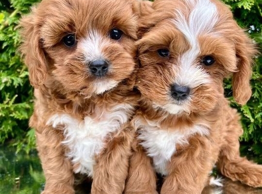 Ogłoszenie - Szczenięta Cavapoo poddane kontroli weterynaryjnej. Zdjęcie 4