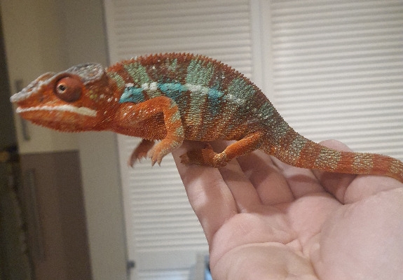 Ogłoszenie - kameleon lamparci ambilobe red bar. Zdjęcie 2