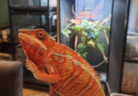 Ogłoszenie - kameleon lamparci ambilobe red bar. Zdjęcie 5