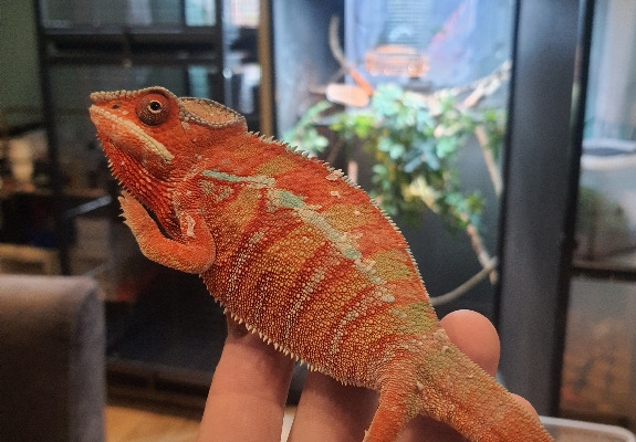 Ogłoszenie - kameleon lamparci ambilobe red bar. Zdjęcie 3