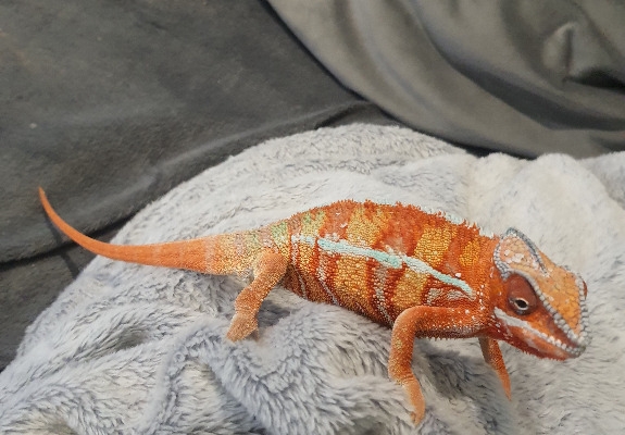 Ogłoszenie - kameleon lamparci ambilobe red bar. Zdjęcie 4