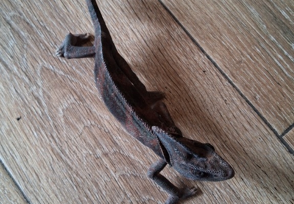 Ogłoszenie - Małe kameleony. Zdjęcie 2