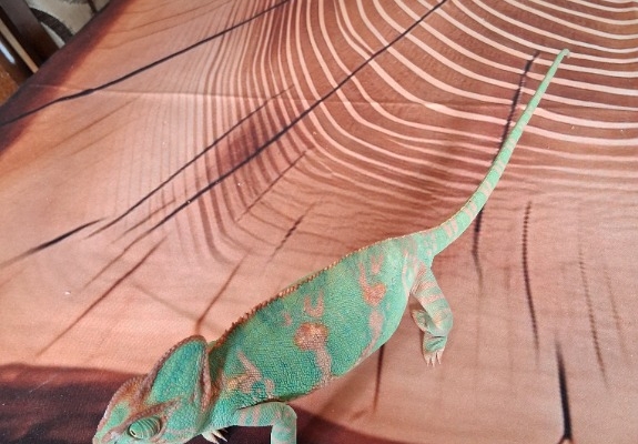 Ogłoszenie - Małe kameleony. Zdjęcie 1