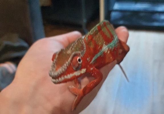 Ogłoszenie - kameleon lamparci ambilobe red bar. Zdjęcie 6