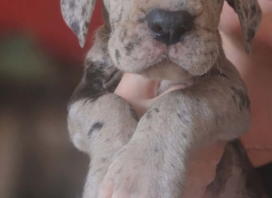 Ogłoszenie - Dog niemiecki – piękne szczenięta. Zdjęcie 6