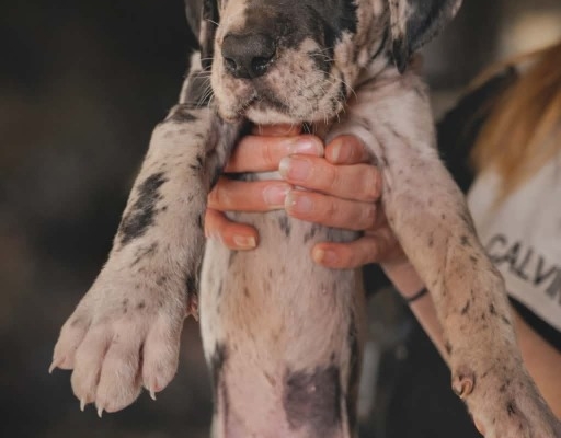 Ogłoszenie - Dog niemiecki – piękne szczenięta. Zdjęcie 1