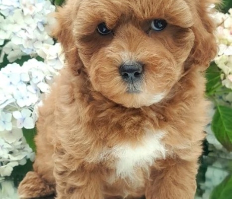 Ogłoszenie - Szczenięta Cavapoo poddane kontroli weterynaryjnej. Zdjęcie 2