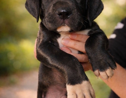 Ogłoszenie - Dog niemiecki – piękne szczenięta. Zdjęcie 8