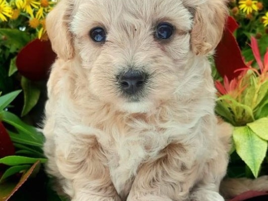 Ogłoszenie - Szczenięta Cavapoo poddane kontroli weterynaryjnej. Zdjęcie 3