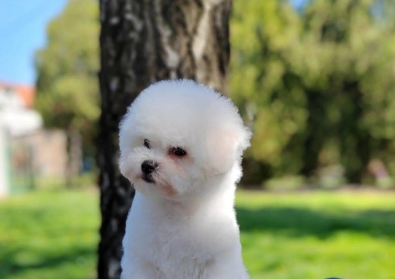 Ogłoszenie - Bichon Frisé Piękne Szczenięta. Zdjęcie 2