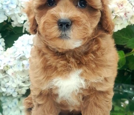 Ogłoszenie - Szczenięta Cavapoo poddane kontroli weterynaryjnej. Zdjęcie 1