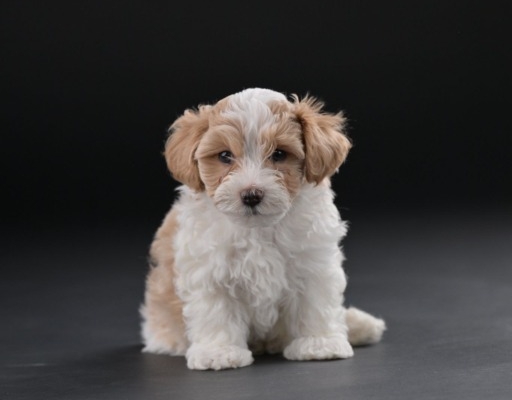 Ogłoszenie - Bichon hawański piękne szczenięta. Zdjęcie 5