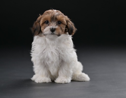 Ogłoszenie - Bichon hawański piękne szczenięta. Zdjęcie 1