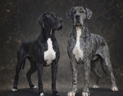 Ogłoszenie - Dog niemiecki – piękne szczenięta. Zdjęcie 9