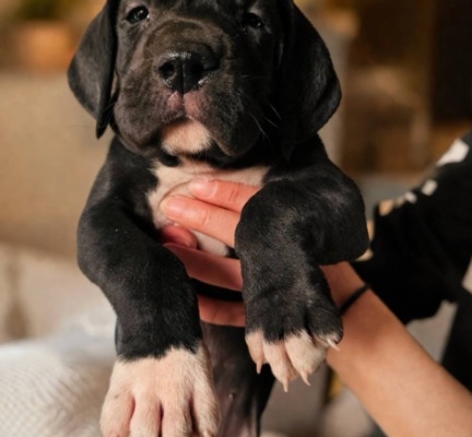 Ogłoszenie - Dog niemiecki – piękne szczenięta. Zdjęcie 2