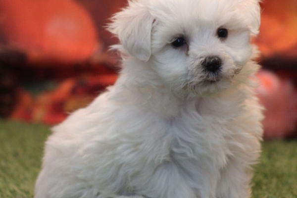 Ogłoszenie - dwa piękne szczenięta maltańskie do bezpłatnej adopcji,. Zdjęcie 1