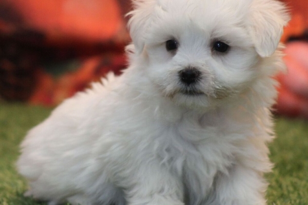 Ogłoszenie - dwa piękne szczenięta maltańskie do bezpłatnej adopcji,. Zdjęcie 2