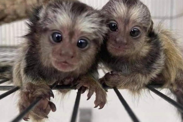 Ogłoszenie - Niesamowite małpki marmozety na sprzedaż. Zdjęcie 2