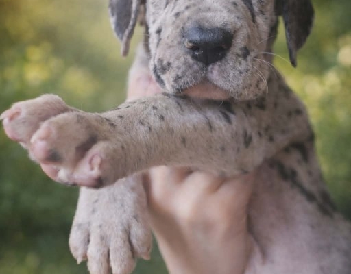 Ogłoszenie - Dog niemiecki – piękne szczenięta. Zdjęcie 5