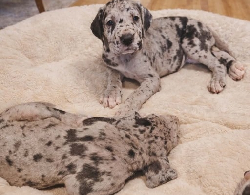 Ogłoszenie - Dog niemiecki – piękne szczenięta. Zdjęcie 10