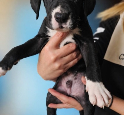 Ogłoszenie - Dog niemiecki – piękne szczenięta. Zdjęcie 4