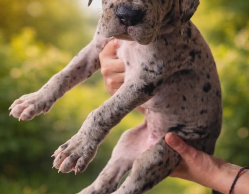 Ogłoszenie - Dog niemiecki – piękne szczenięta. Zdjęcie 7