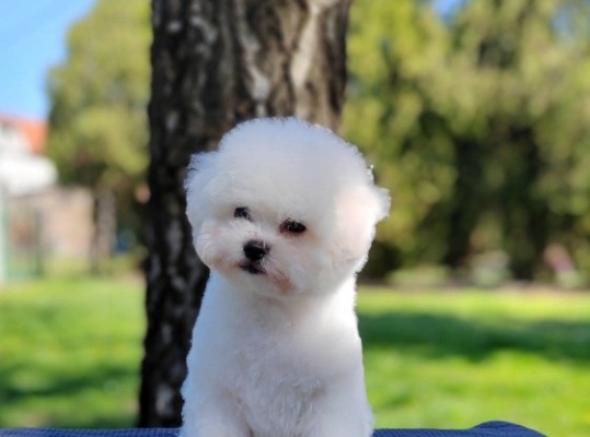 Ogłoszenie - Bichon Frisé Piękne Szczenięta. Zdjęcie 3