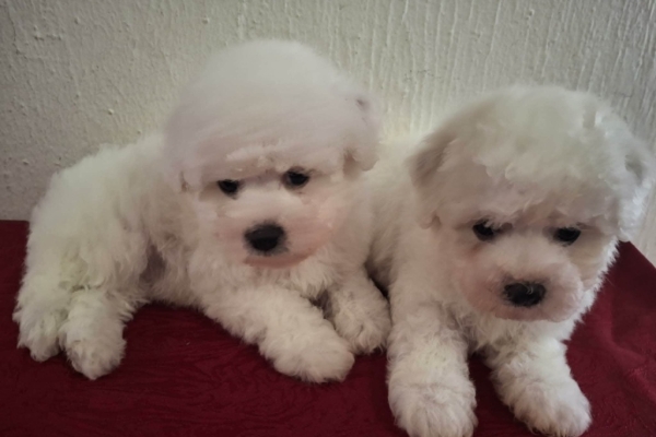 Ogłoszenie - Bichon Frisé Piękne Szczenięta. Zdjęcie 4