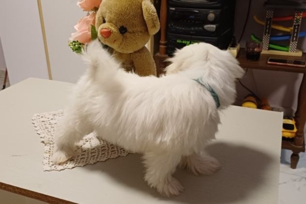 Ogłoszenie - Nasza piękna suczka wydała na świat śliczne szczenięta.. Zdjęcie 3