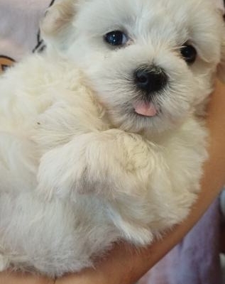 Ogłoszenie - Nasza piękna suczka wydała na świat śliczne szczenięta.. Zdjęcie 1