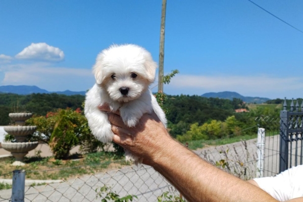 Ogłoszenie - Nasza piękna suczka wydała na świat śliczne szczenięta.. Zdjęcie 4