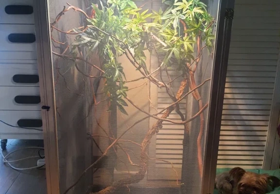 Ogłoszenie - kameleon lamparci ambilobe red bar. Zdjęcie 7