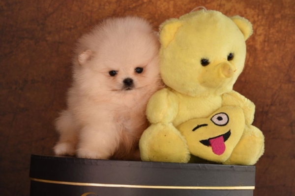 Ogłoszenie - Pomeranian BOO – Szczenięta najwyższej jakości. Zdjęcie 1