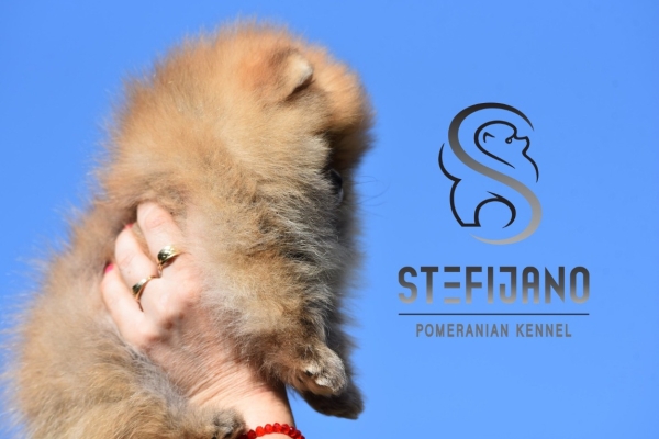 Ogłoszenie - Pomeranian BOO – Szczenięta najwyższej jakości. Zdjęcie 4