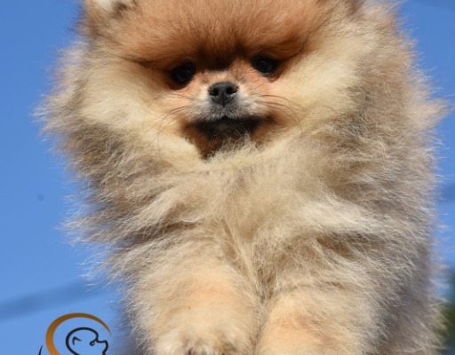 Ogłoszenie - Pomeranian BOO – Szczenięta najwyższej jakości. Zdjęcie 3