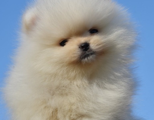 Ogłoszenie - Pomeranian BOO – Szczenięta najwyższej jakości. Zdjęcie 2