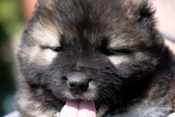 Ogłoszenie - Owczarek kaukaski – szczenięta. Zdjęcie 2