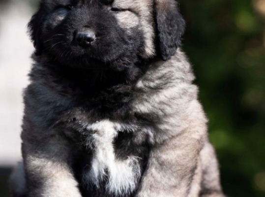 Ogłoszenie - Owczarek kaukaski – szczenięta. Zdjęcie 1