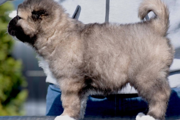 Ogłoszenie - Owczarek kaukaski – szczenięta. Zdjęcie 3