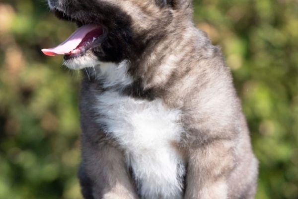 Ogłoszenie - Owczarek kaukaski – szczenięta. Zdjęcie 9