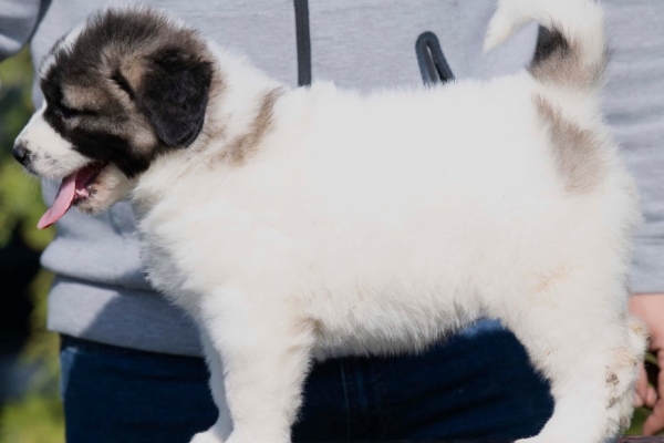 Ogłoszenie - Owczarek kaukaski – szczenięta. Zdjęcie 5