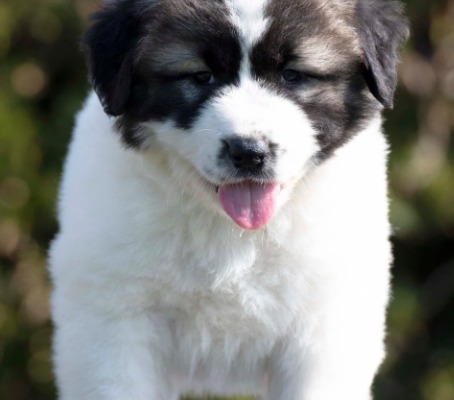 Ogłoszenie - Owczarek kaukaski – szczenięta. Zdjęcie 4