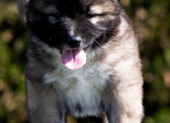 Ogłoszenie - Owczarek kaukaski – szczenięta. Zdjęcie 6