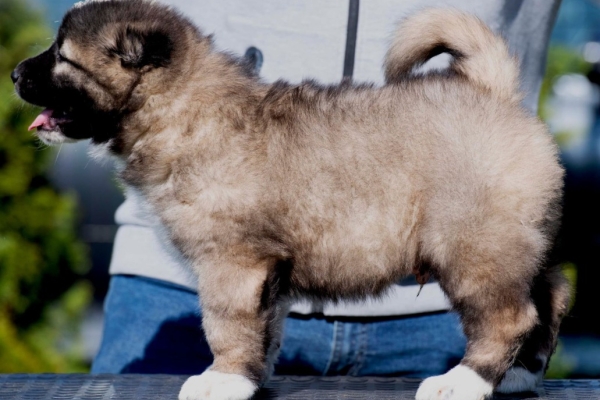 Ogłoszenie - Owczarek kaukaski – szczenięta. Zdjęcie 8