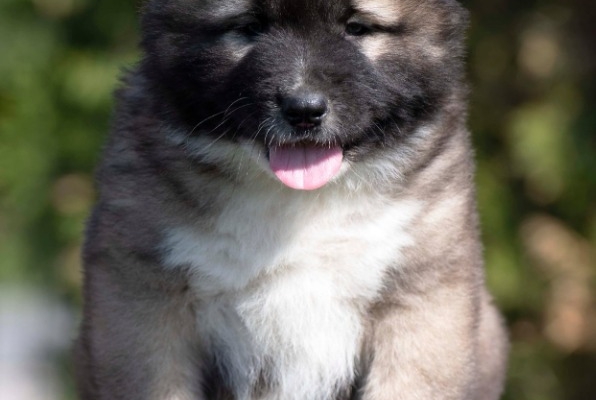 Ogłoszenie - Owczarek kaukaski – szczenięta. Zdjęcie 7