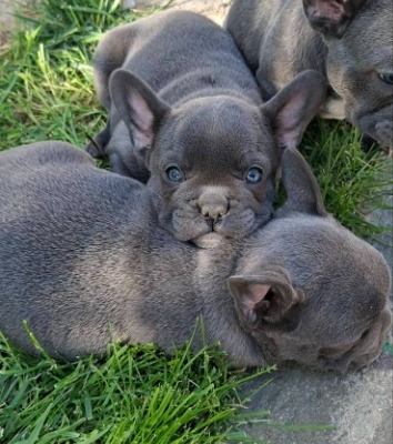 Ogłoszenie - Buldog francuski szczenięta sky blue. Zdjęcie 1