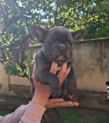 Ogłoszenie - Buldog francuski szczenięta sky blue. Zdjęcie 5