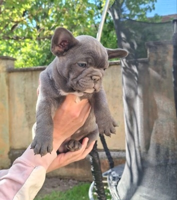 Ogłoszenie - Buldog francuski szczenięta sky blue. Zdjęcie 3