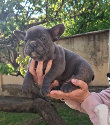 Ogłoszenie - Buldog francuski szczenięta sky blue. Zdjęcie 9
